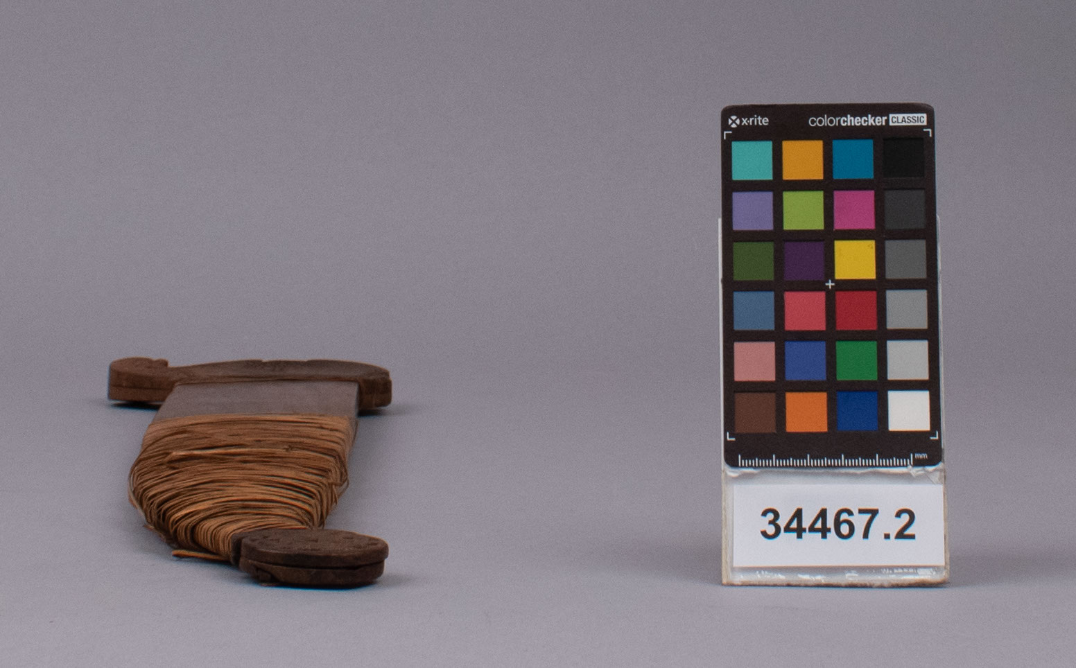 reference image, bottom view (c) Field Museum of Natural History - CC BY-NC 4.0