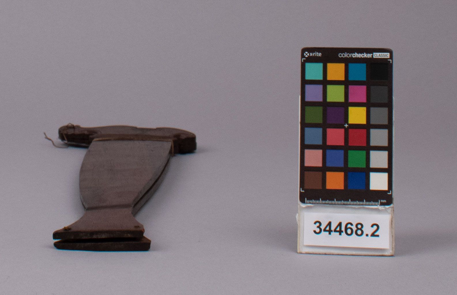 reference image, bottom view (c) Field Museum of Natural History - CC BY-NC 4.0