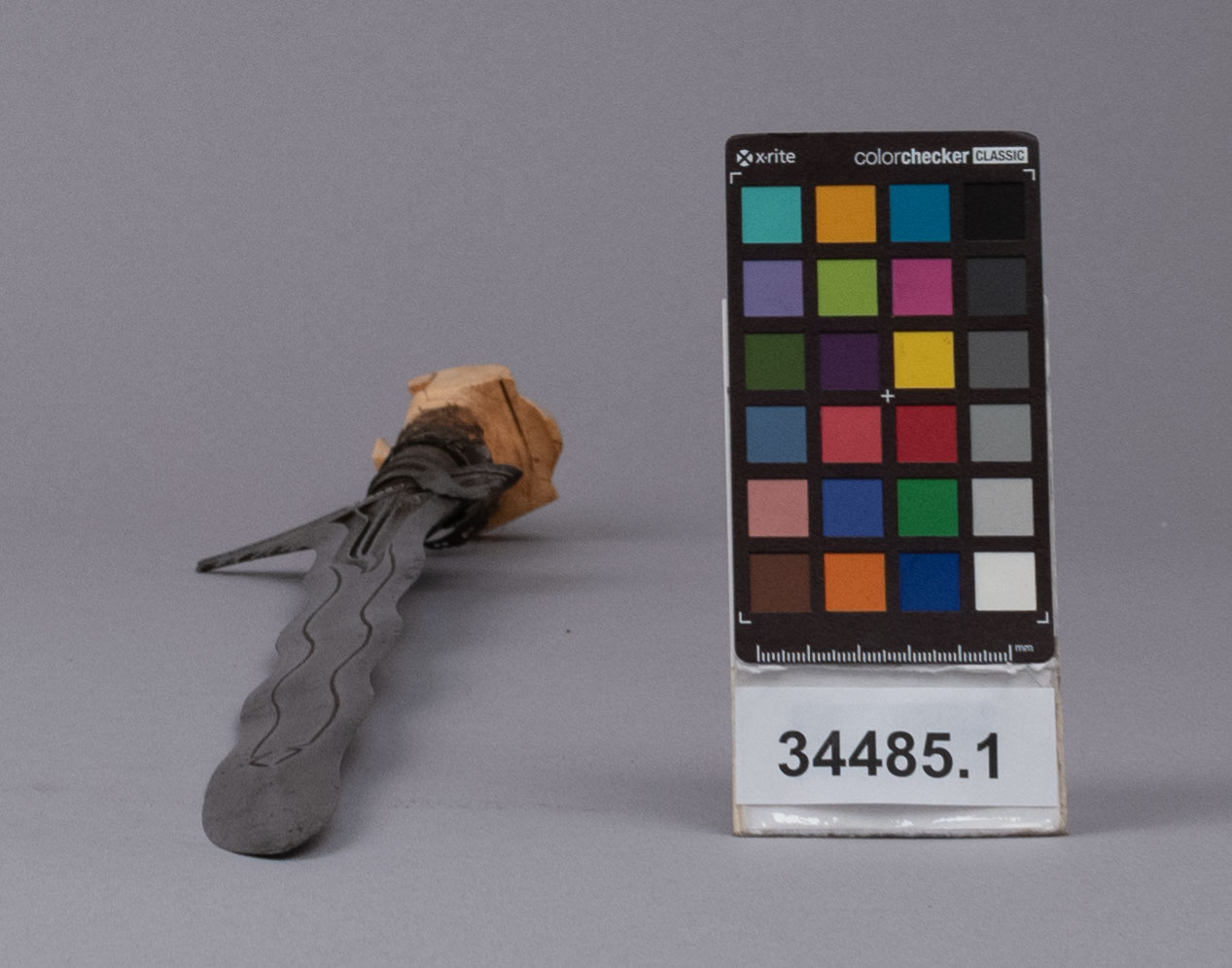 reference image, bottom view (c) Field Museum of Natural History - CC BY-NC 4.0