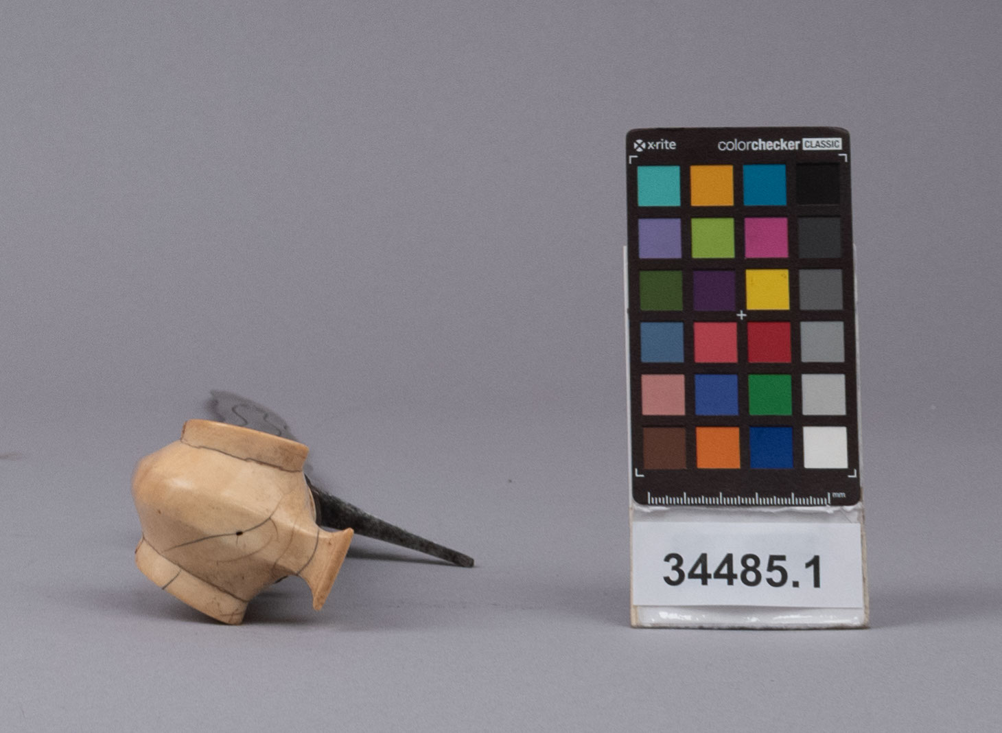 reference image, top view (c) Field Museum of Natural History - CC BY-NC 4.0