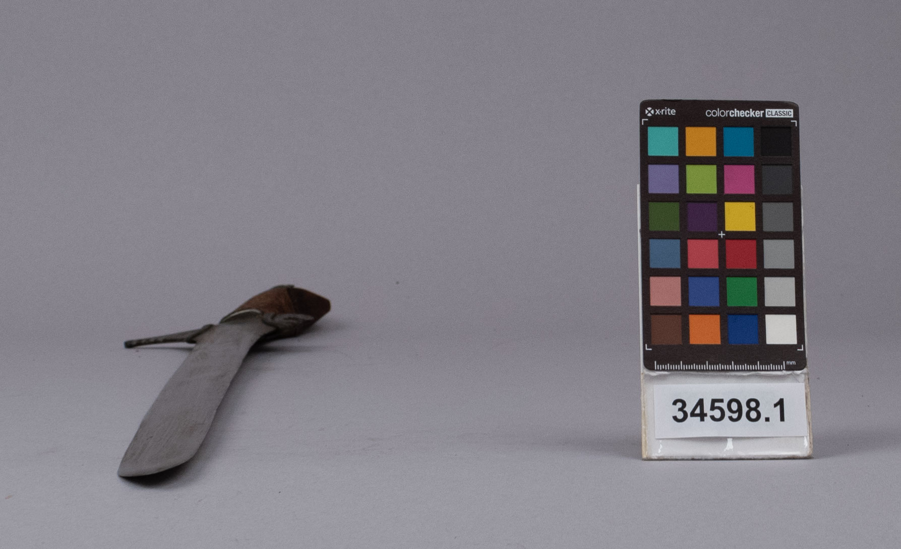 reference image, bottom view (c) Field Museum of Natural History - CC BY-NC 4.0