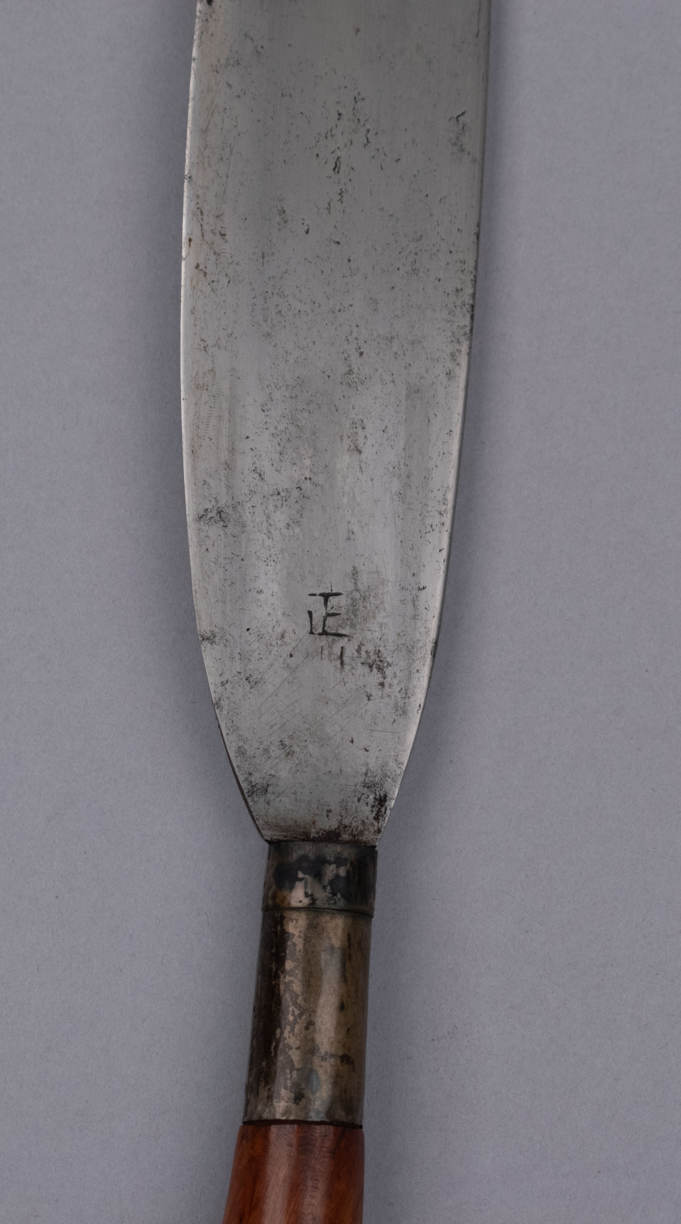 reference image, detail view (c) Field Museum of Natural History - CC BY-NC 4.0