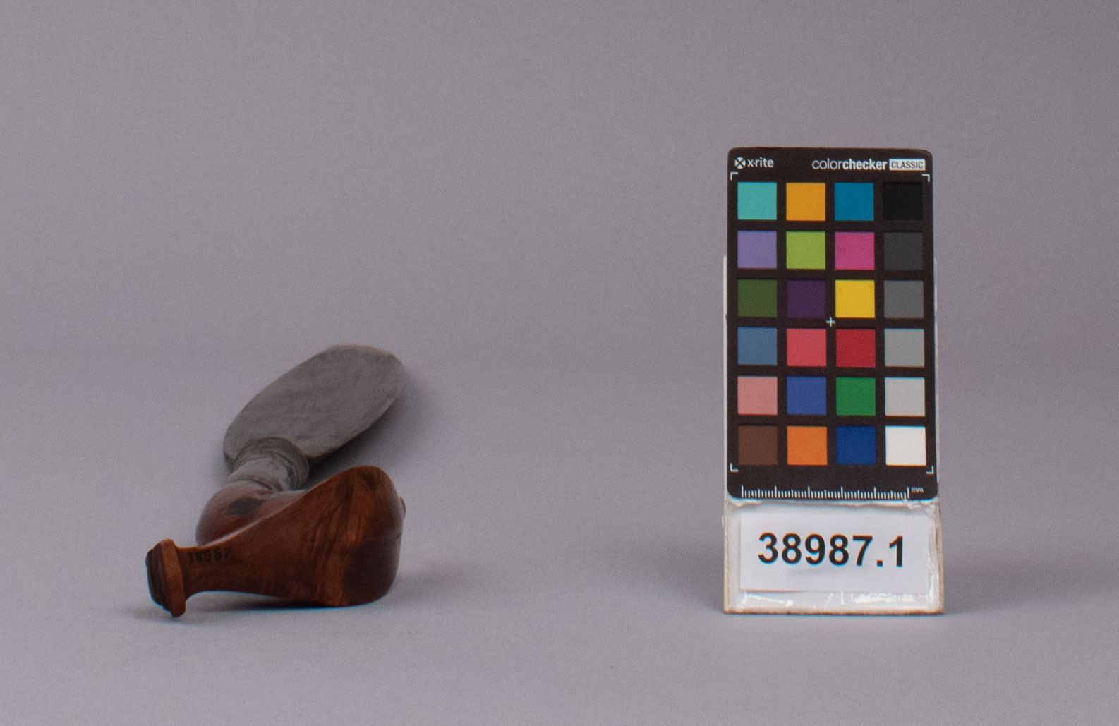 reference image, bottom view (c) Field Museum of Natural History - CC BY-NC 4.0