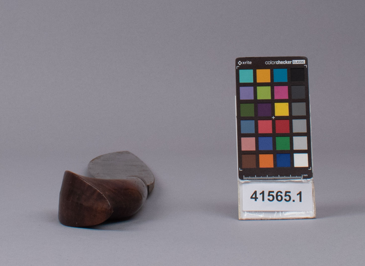 reference image, bottom view (c) Field Museum of Natural History - CC BY-NC 4.0