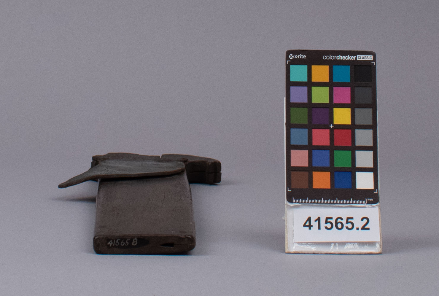 reference image, bottom view (c) Field Museum of Natural History - CC BY-NC 4.0