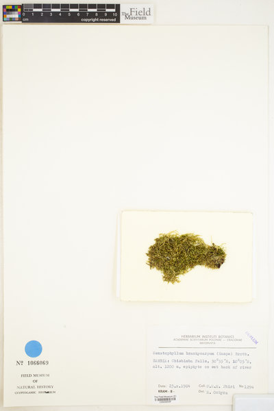 Sematophyllum brachycarpum image