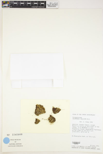 Calymperes pallidum image