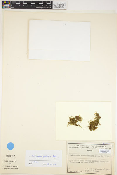Calymperes pallidum image