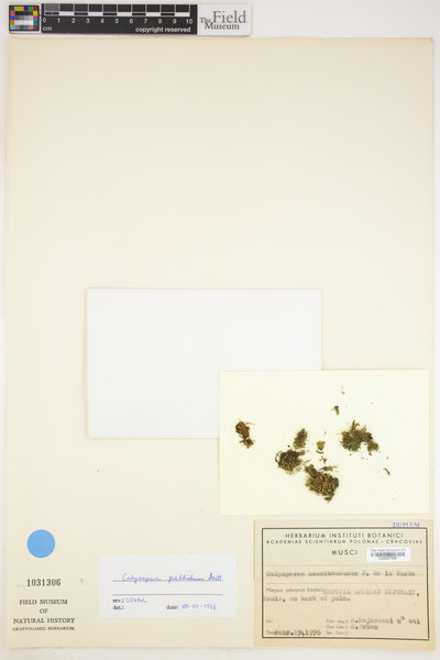 Calymperes pallidum image