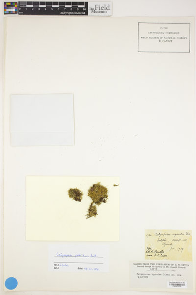 Calymperes pallidum image