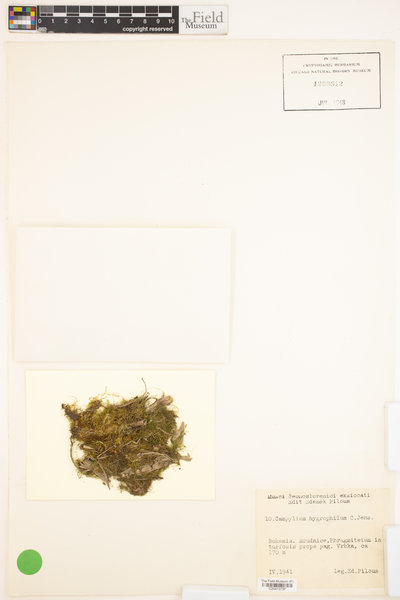 Pseudocampylium radicale image