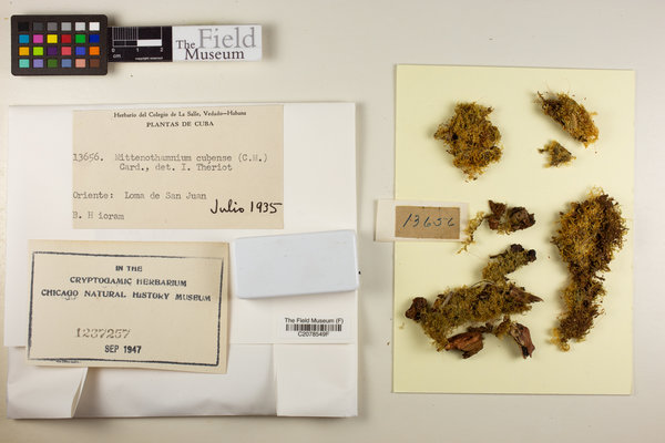 Chryso-hypnum diminutivum image