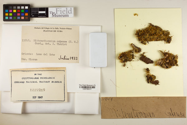Chryso-hypnum diminutivum image