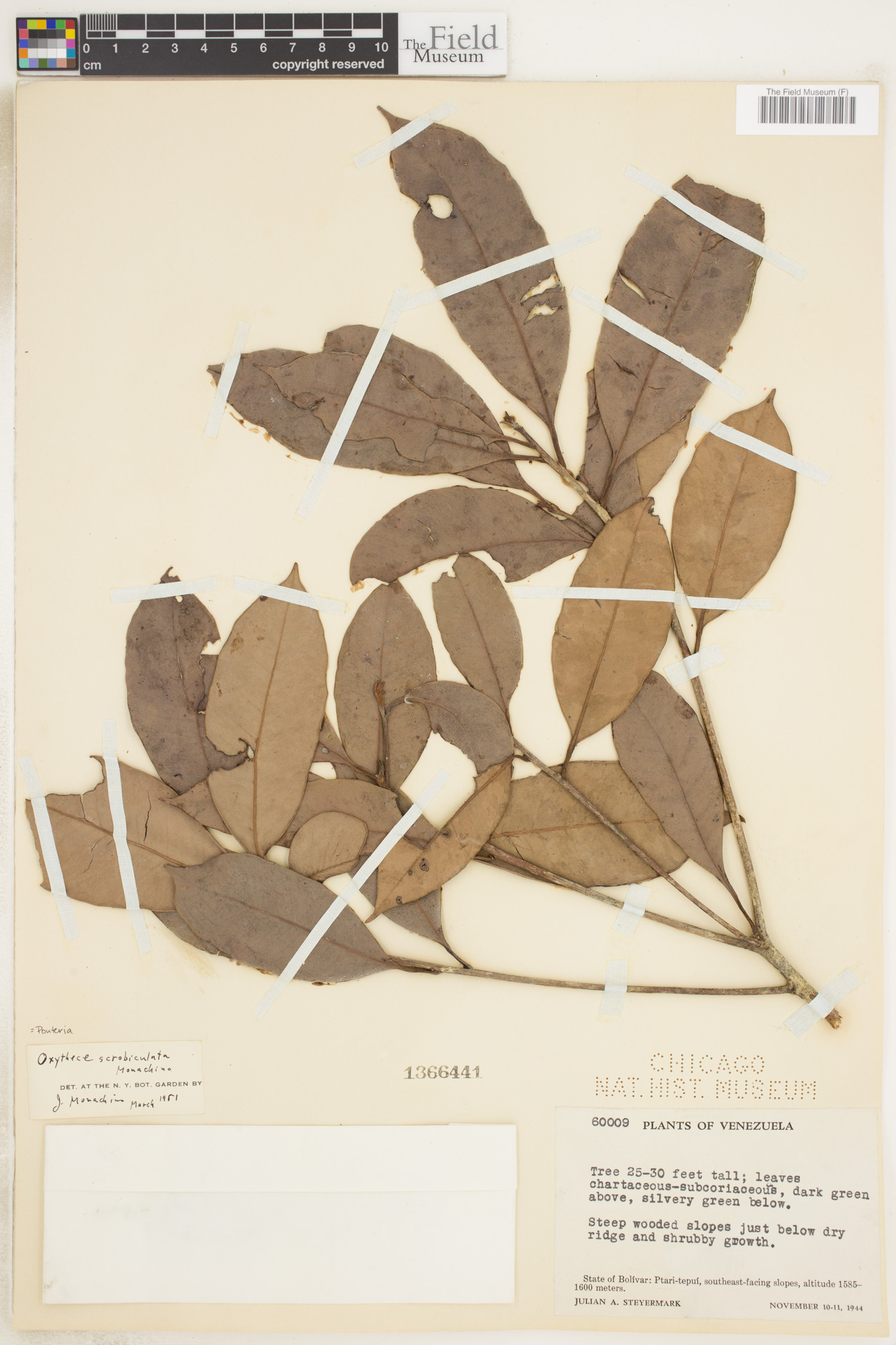 Pouteria scrobiculata image