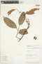 Protium grandifolium image