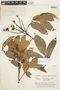 Protium grandifolium image