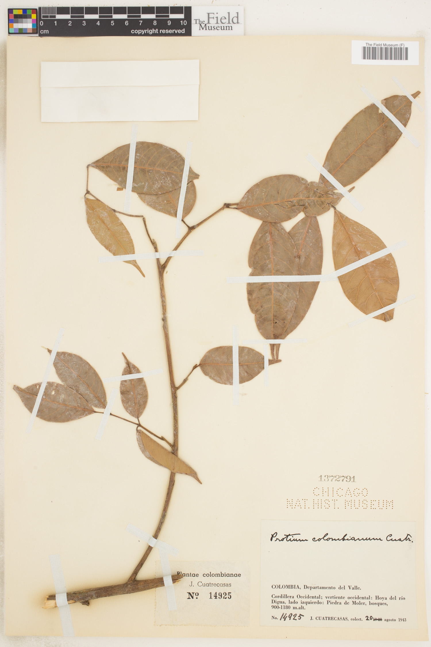 Protium colombianum image