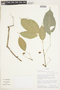 Protium aracouchini image
