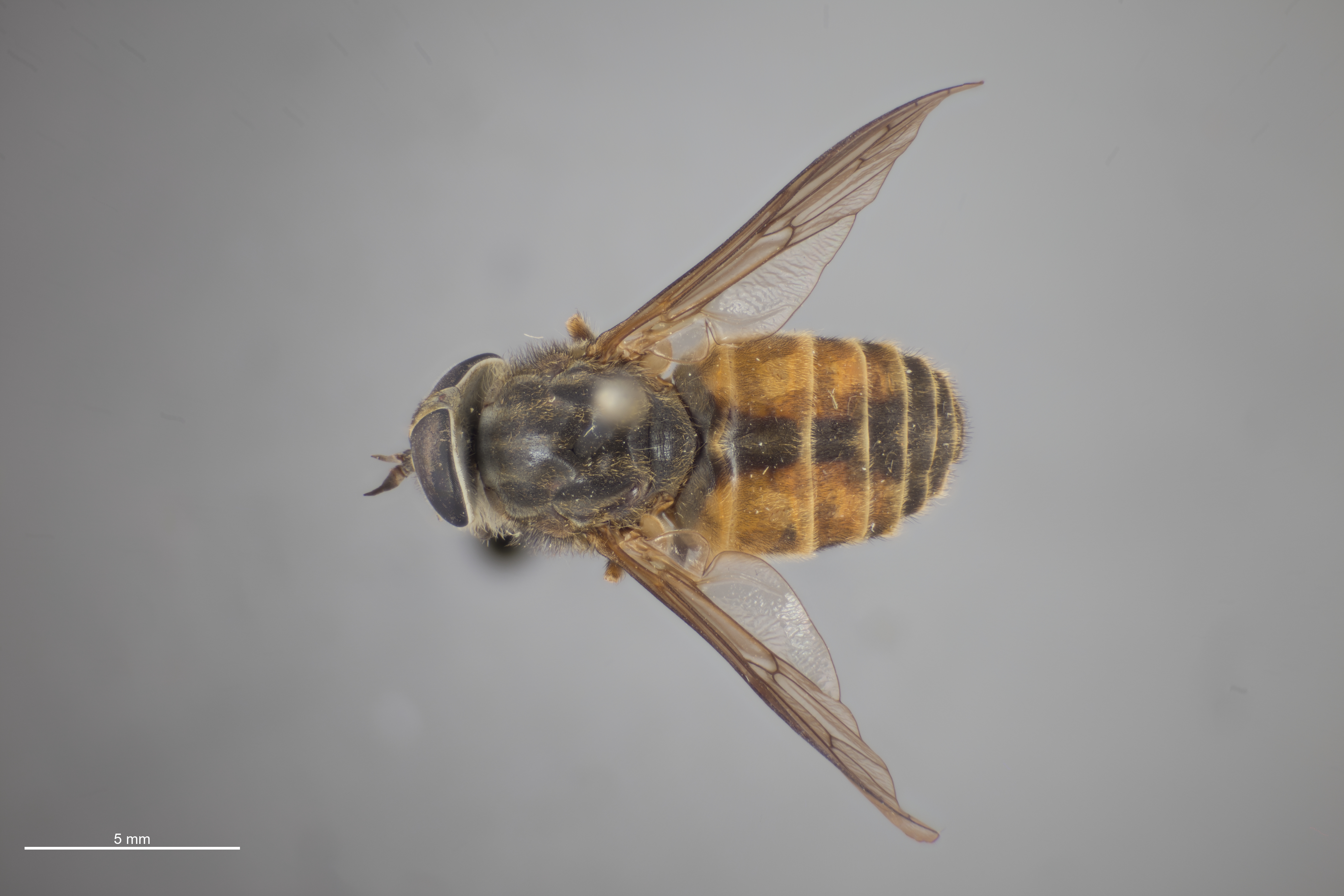 Hybomitra sonomensis thumbnail