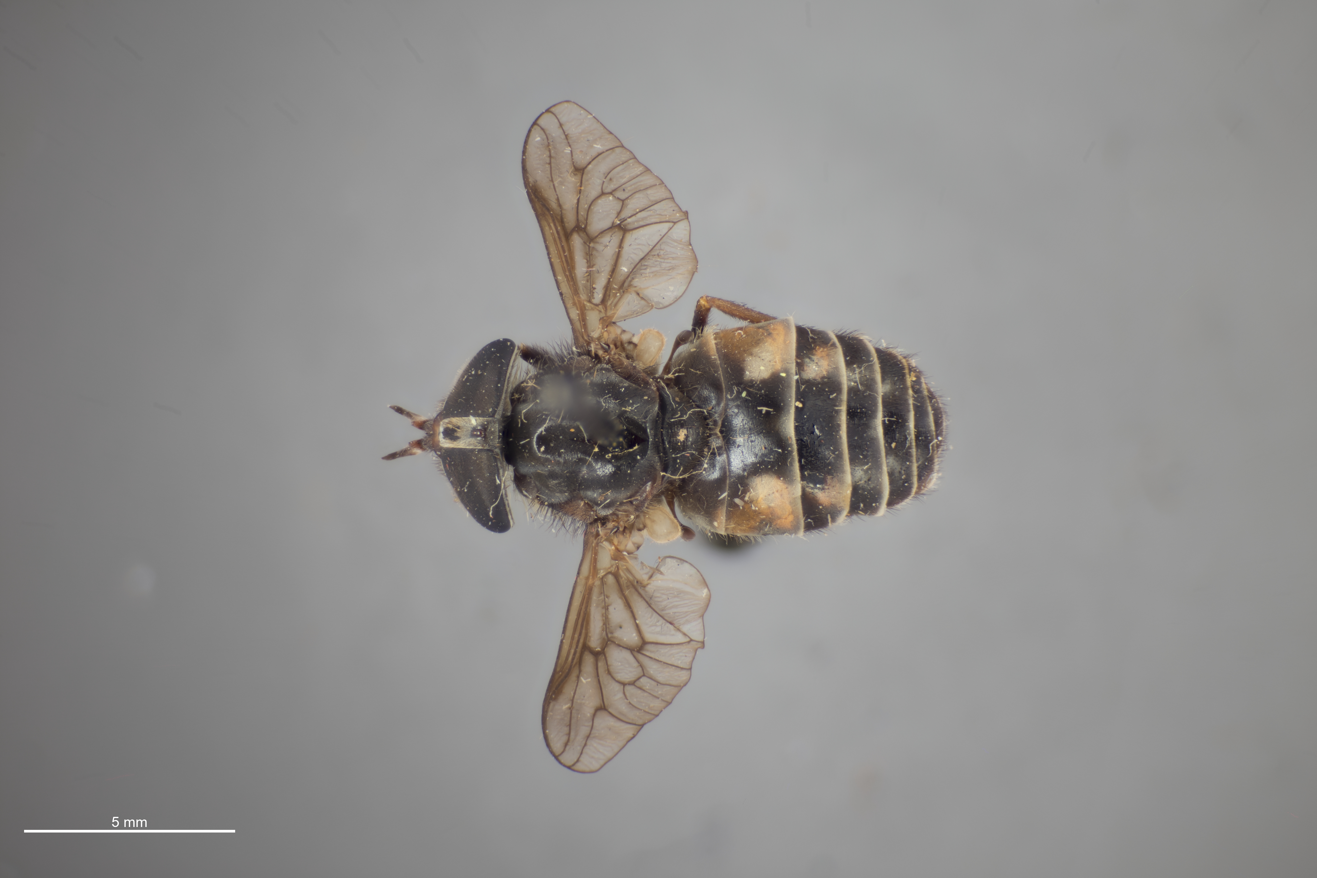 Hybomitra
