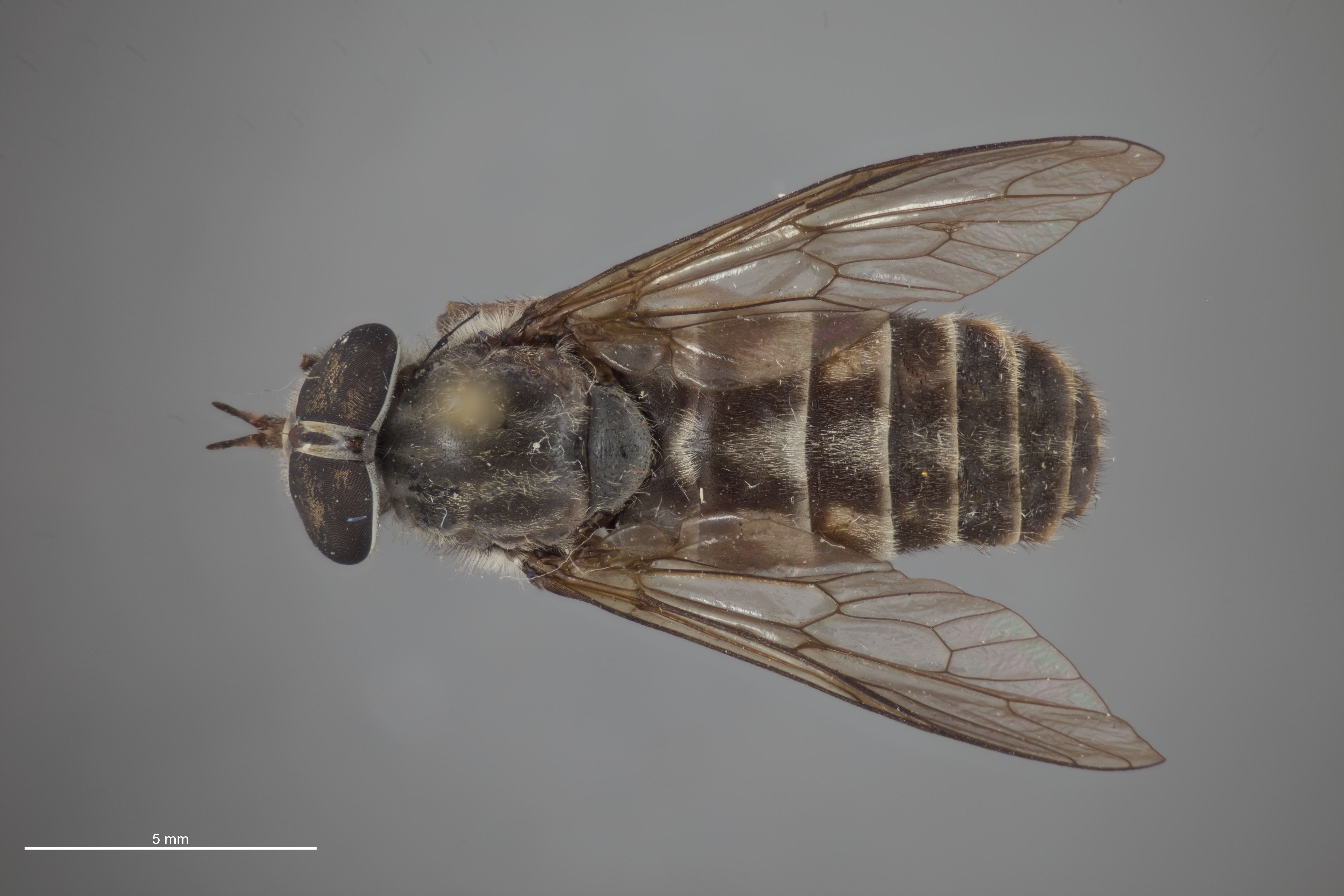 Hybomitra microcephala thumbnail