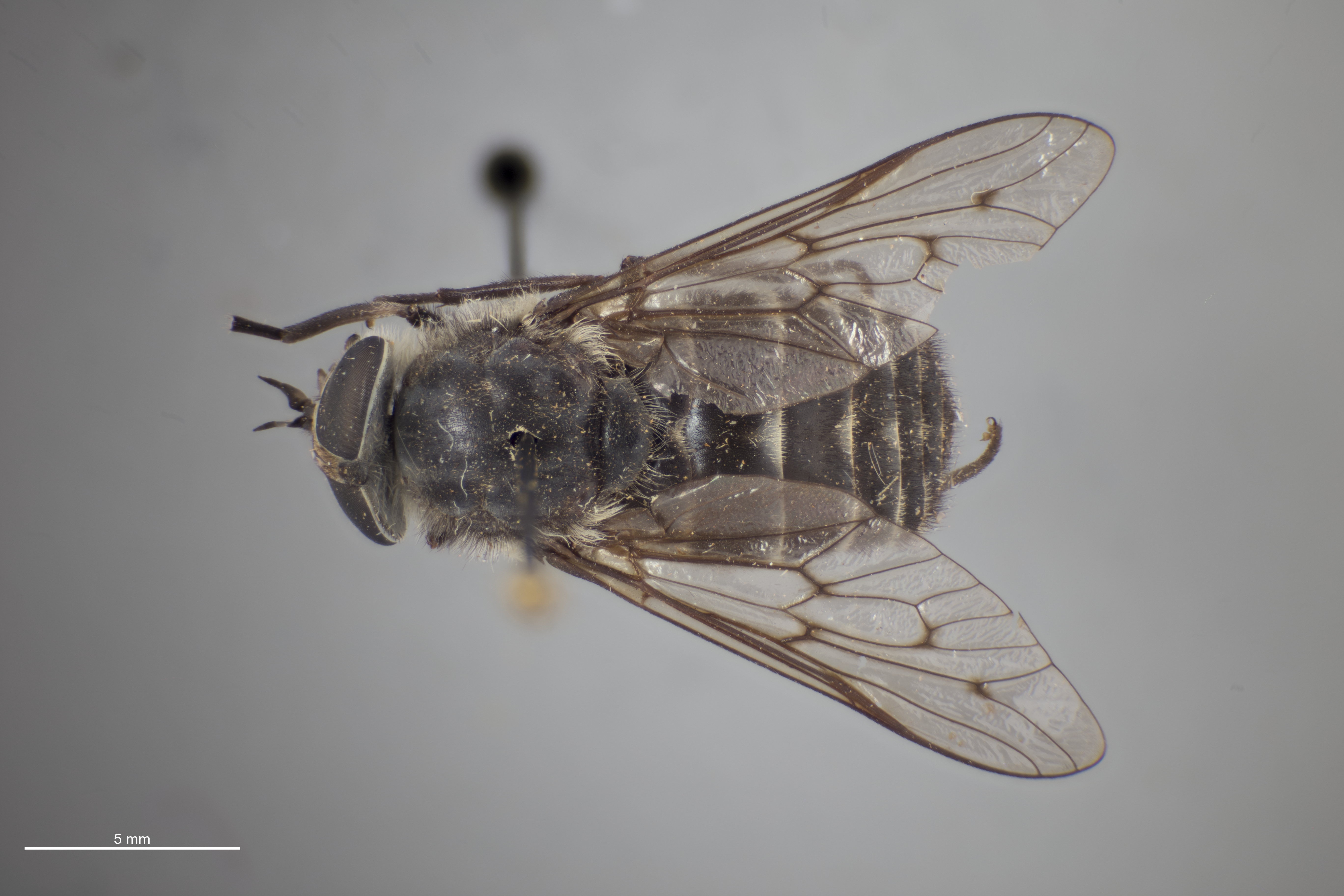 Hybomitra sequax thumbnail