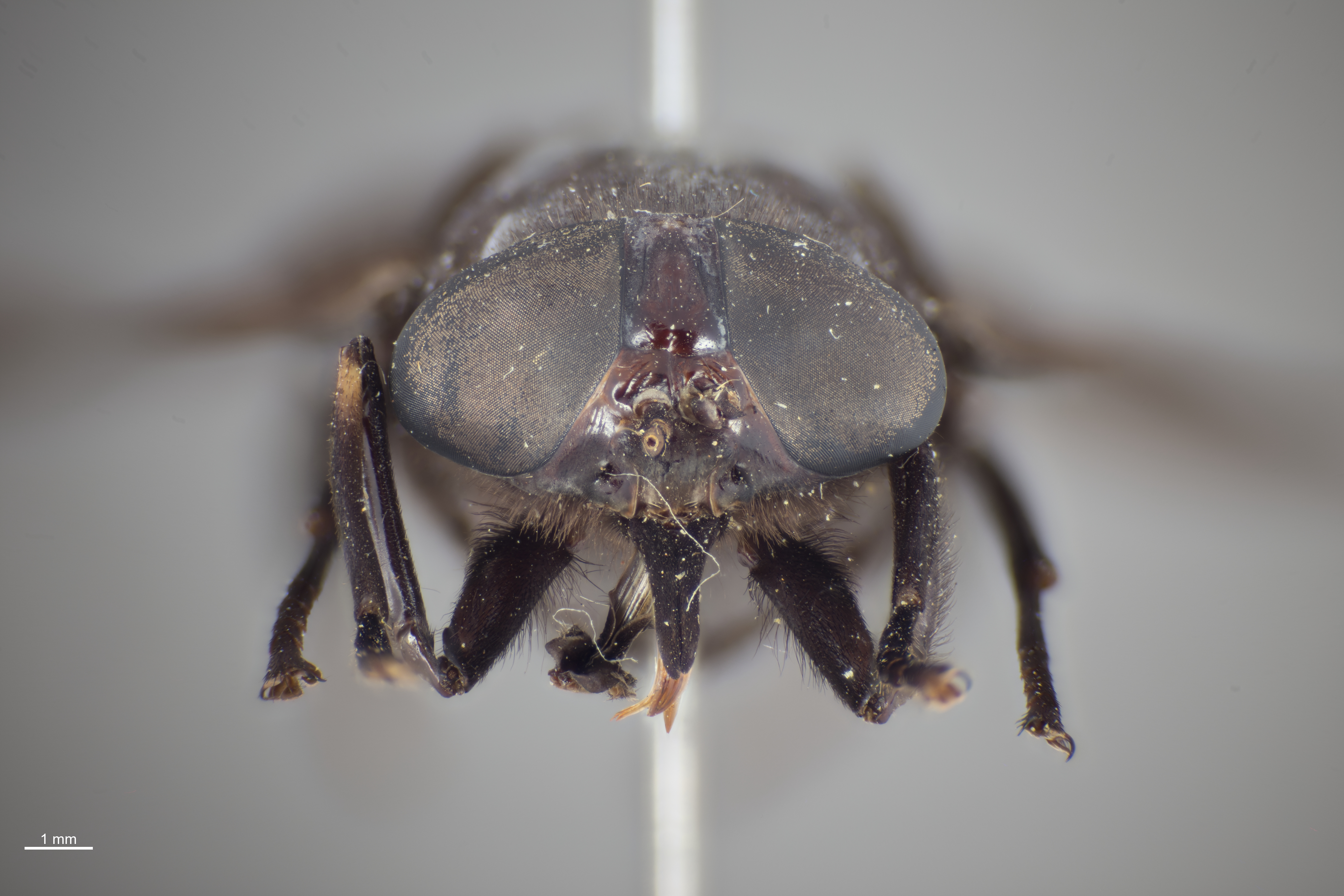Tabanus atratus