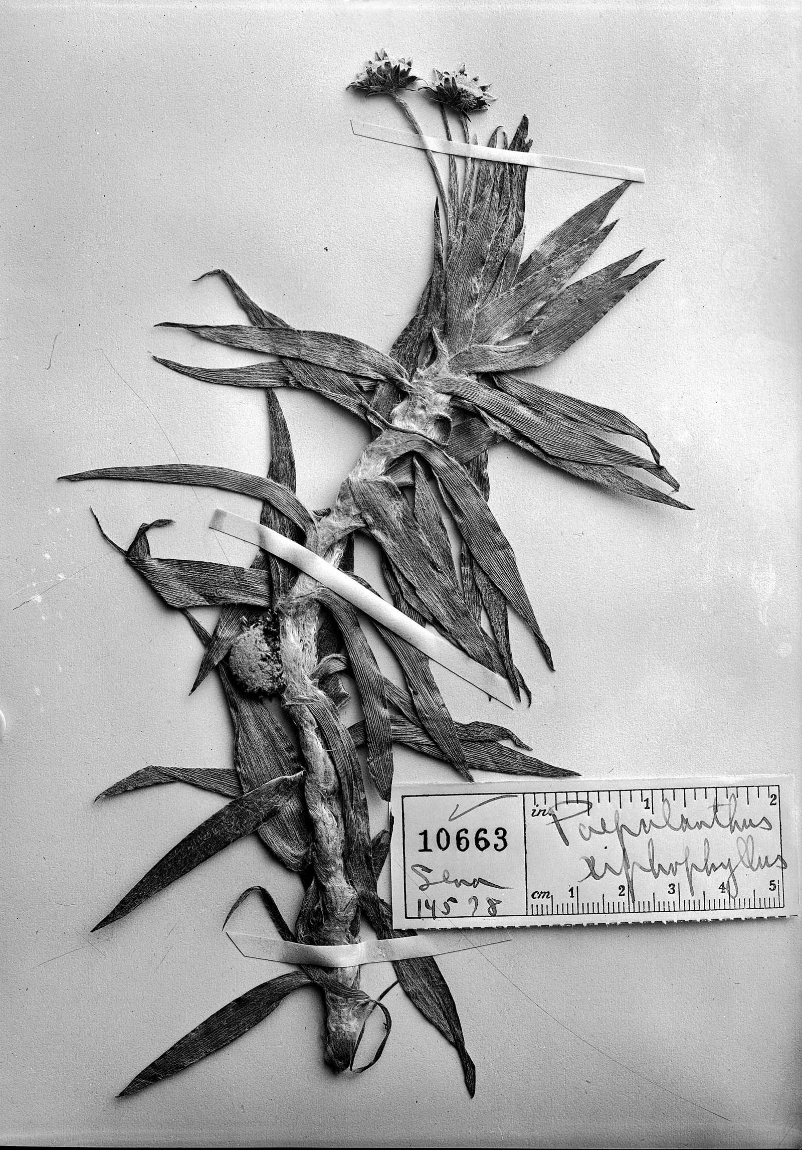 Paepalanthus xiphophyllus image