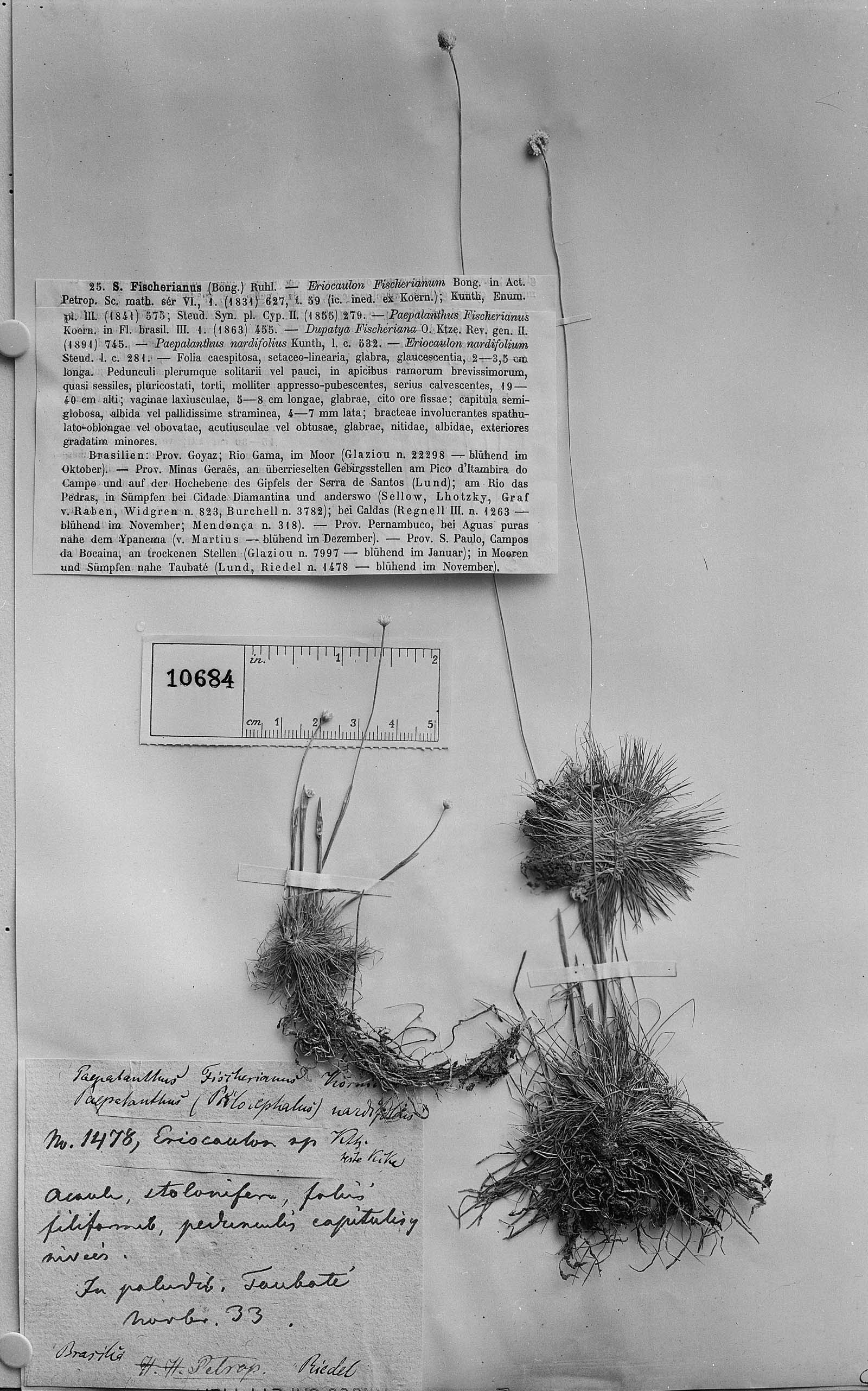Syngonanthus fischerianus image