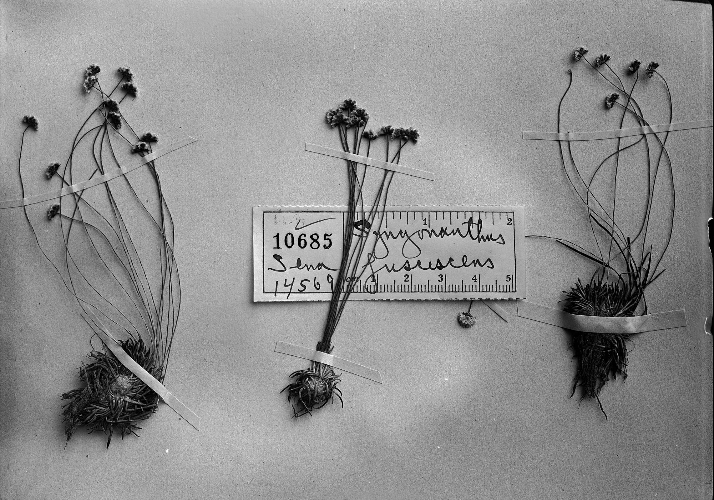 Syngonanthus fuscescens image