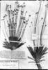 Syngonanthus pulcher image