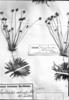 Syngonanthus reclinatus image