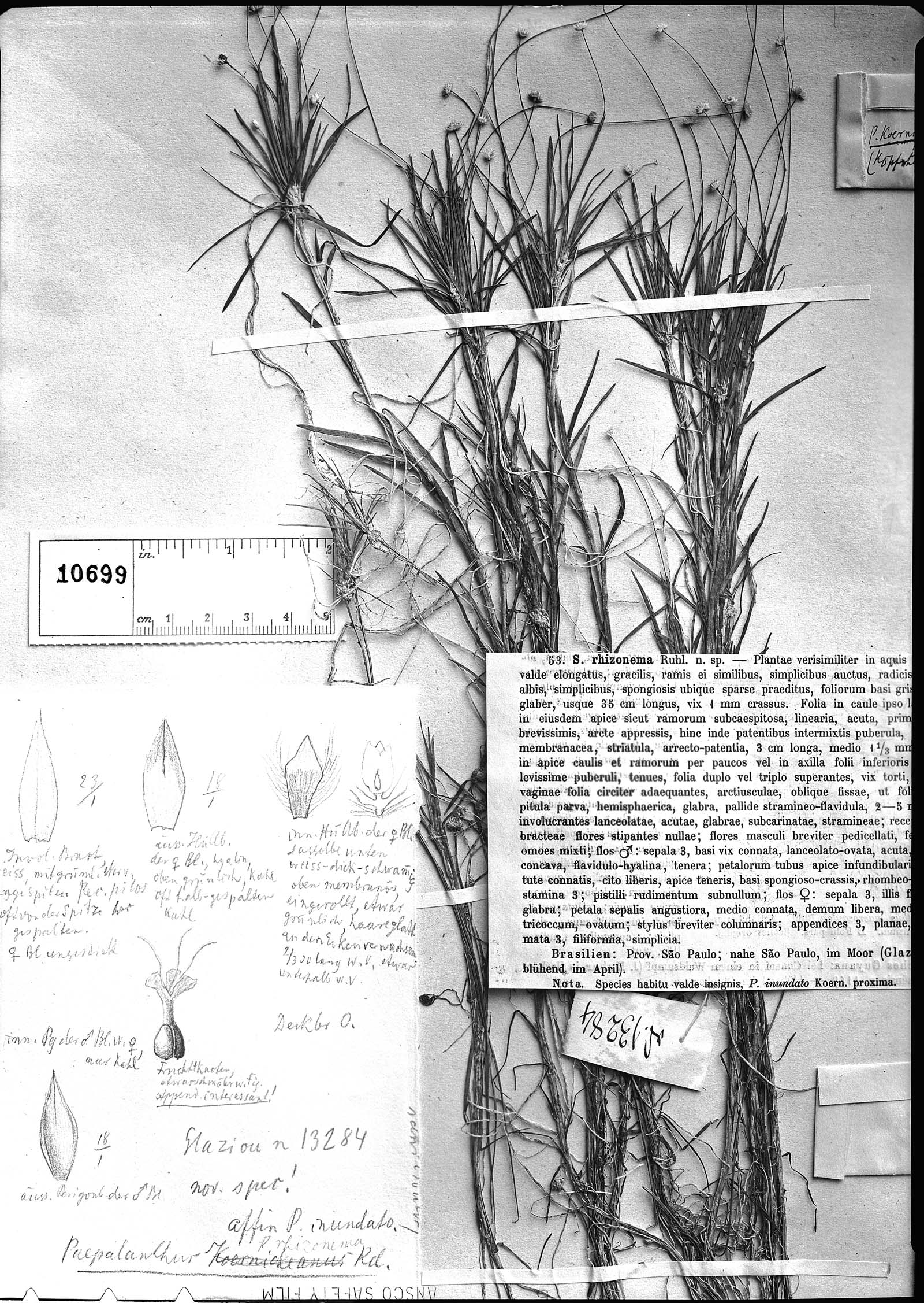 Syngonanthus rhizonema image
