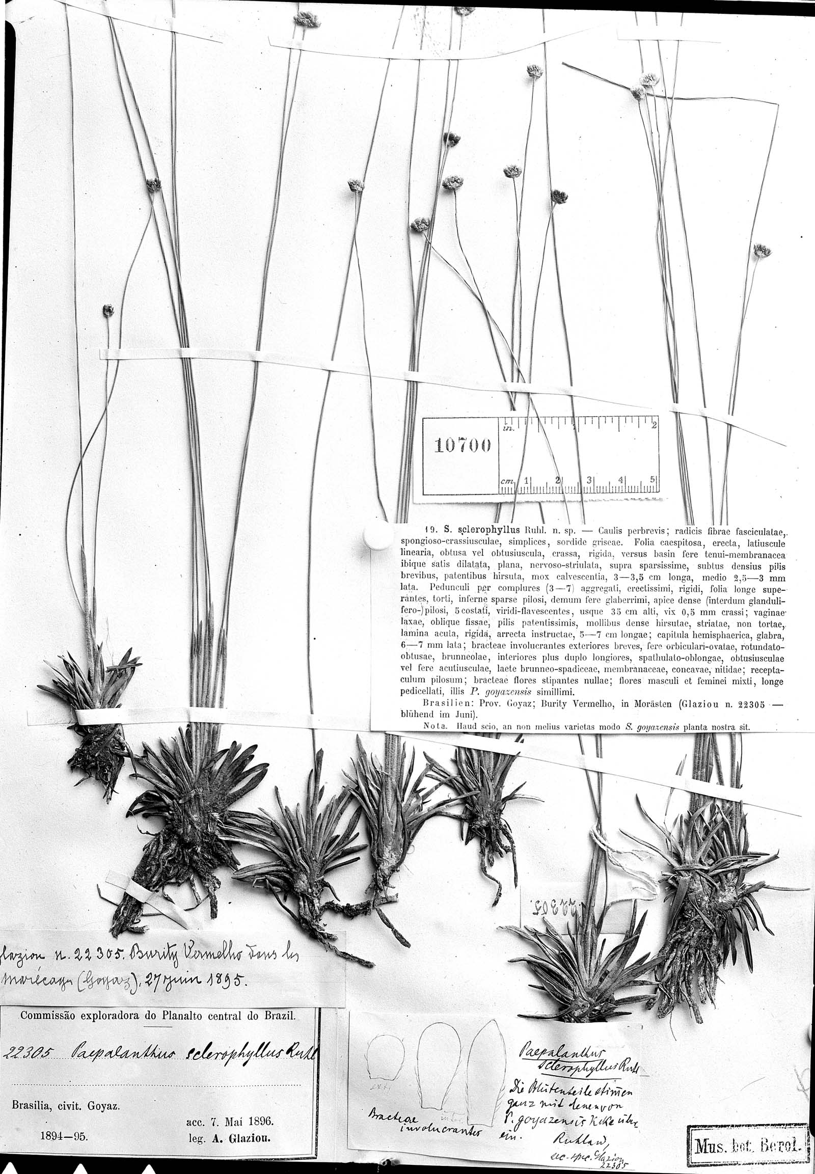 Syngonanthus sclerophyllus image