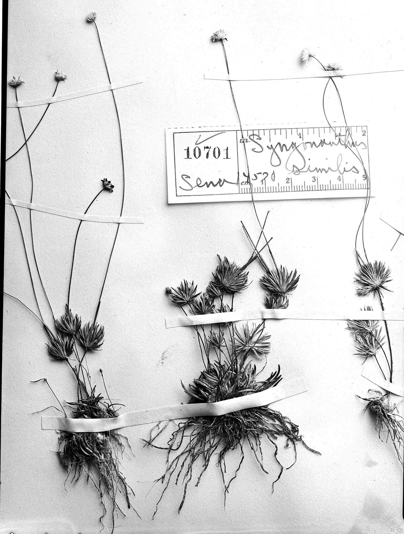 Syngonanthus anthemidiflorus var. similis image