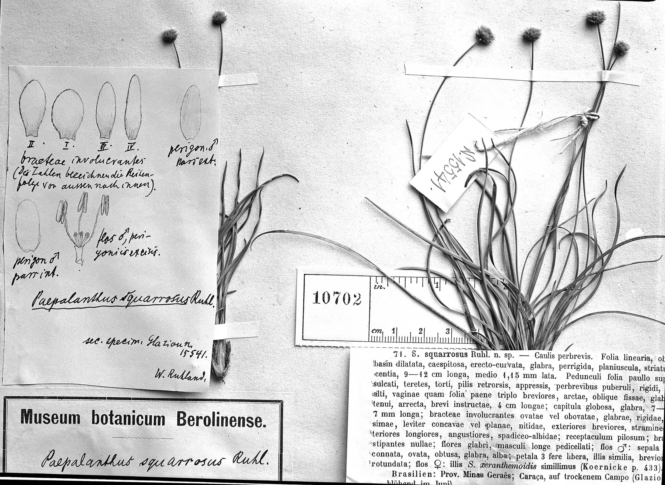 Comanthera centauroides image