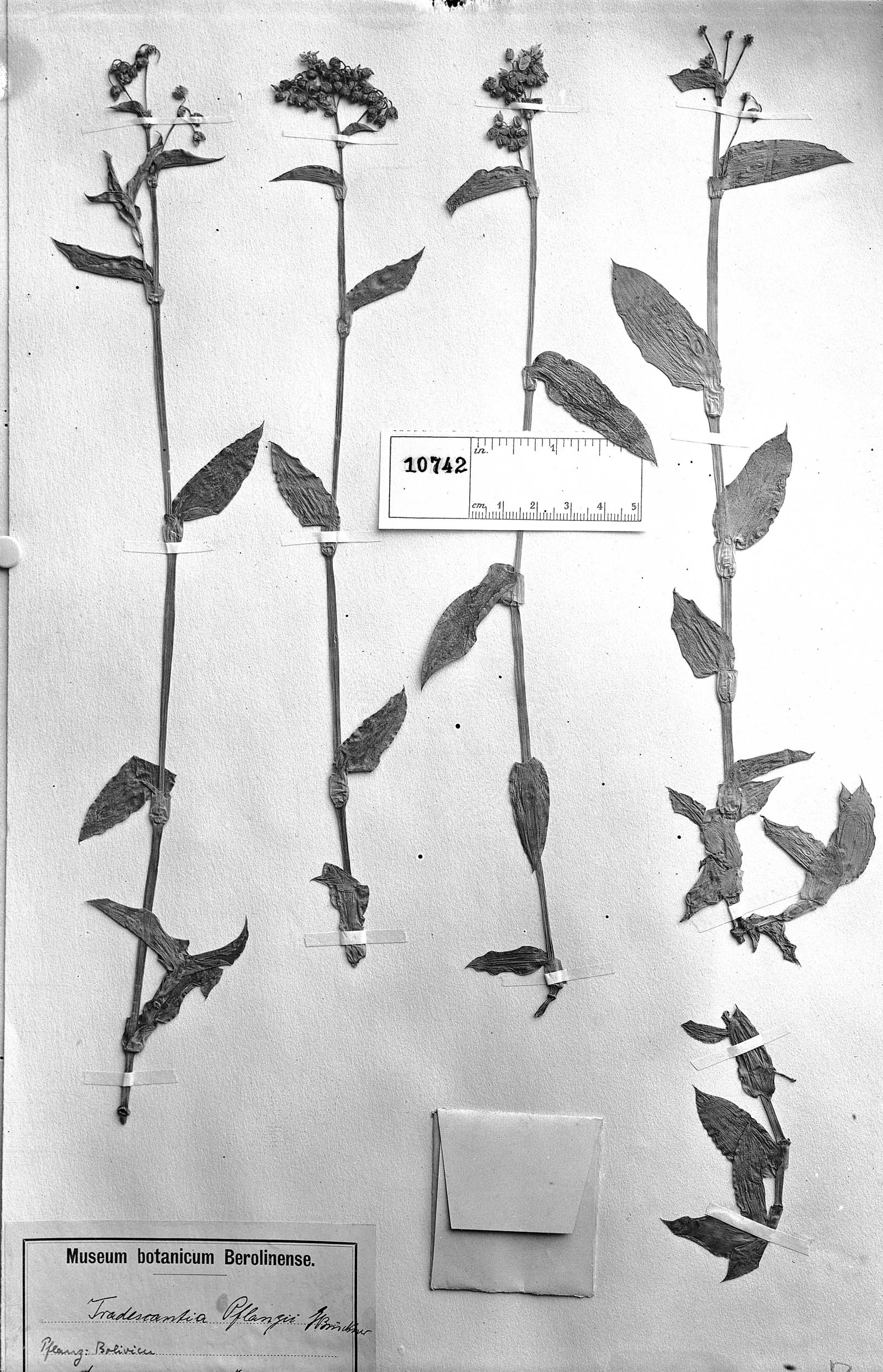 Tripogandra glandulosa image