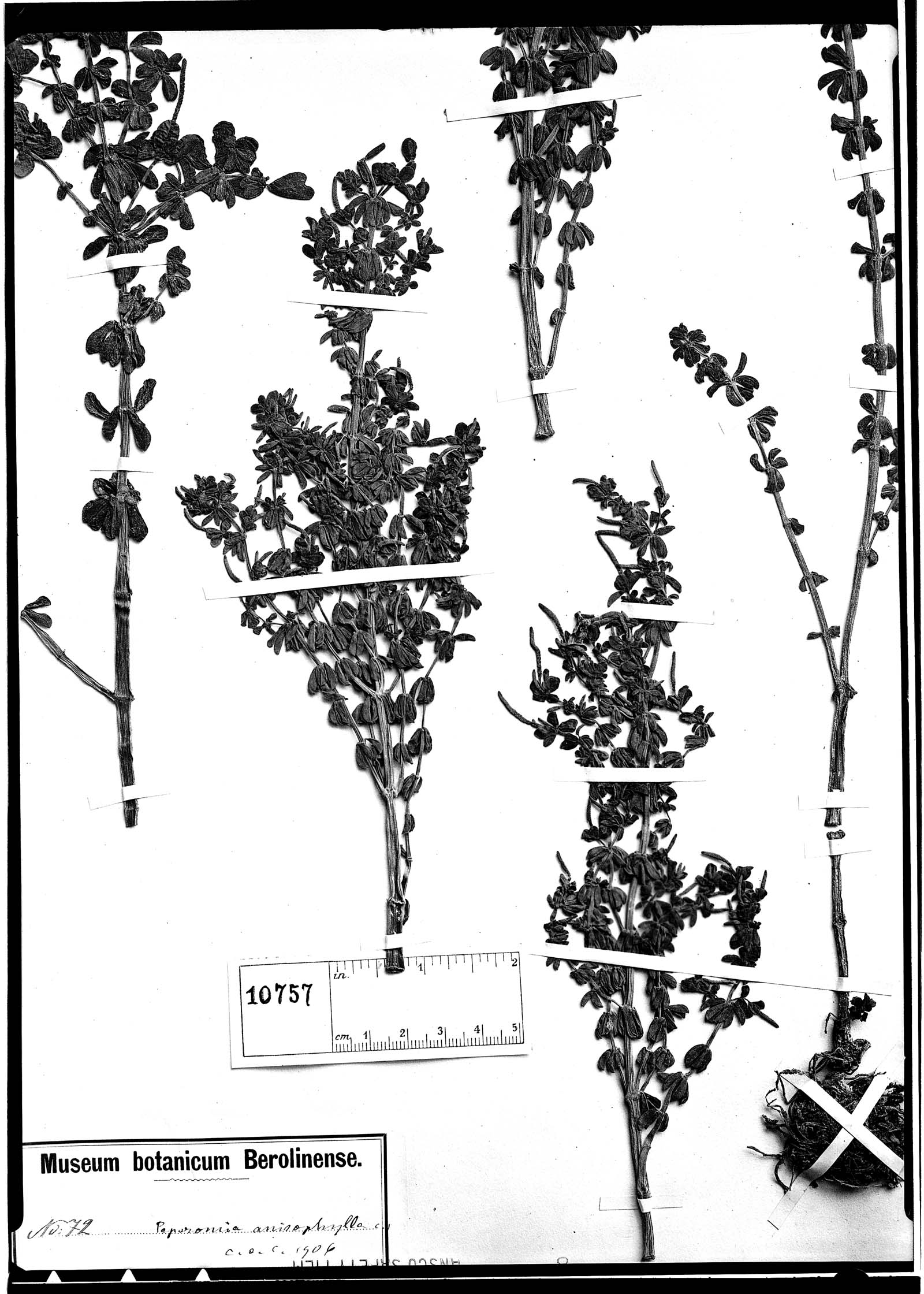 Peperomia anisophylla image