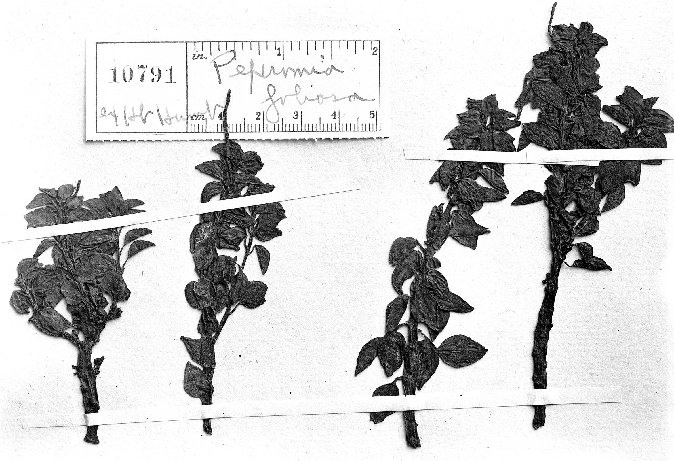 Peperomia foliosa image