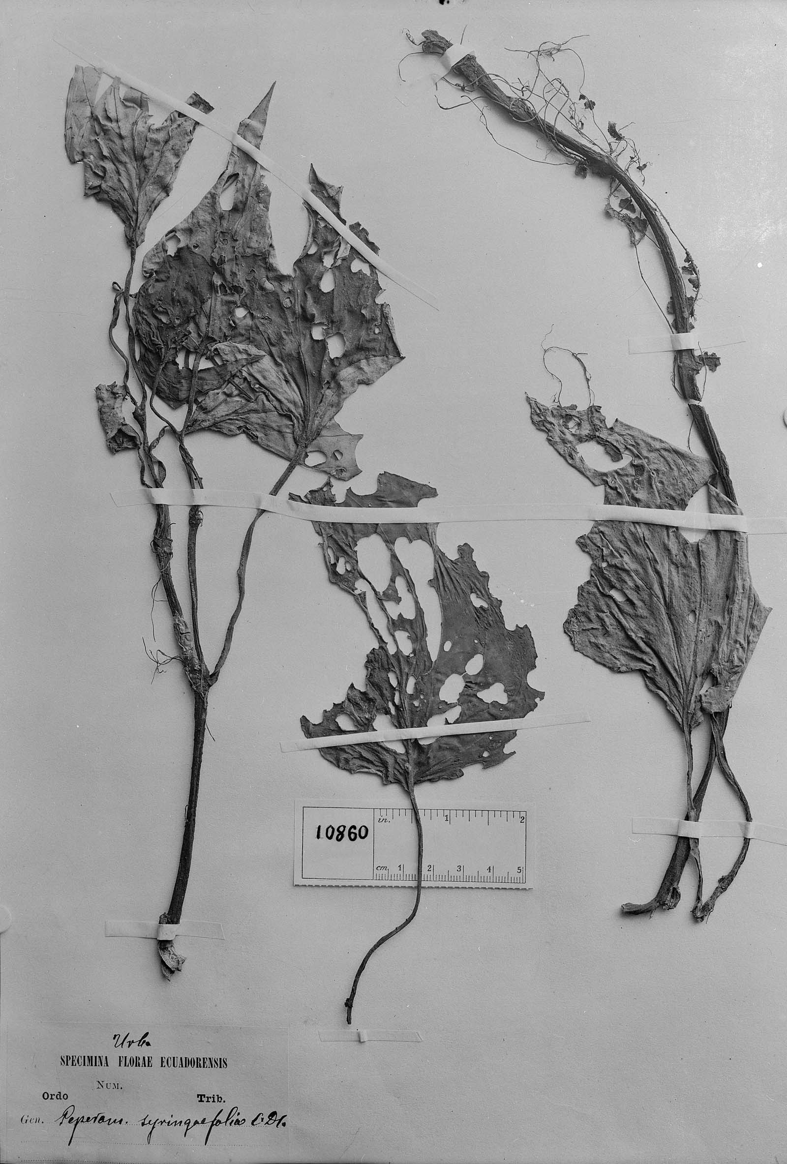 Peperomia syringifolia image