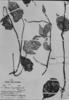 Peperomia tropeolifolia image