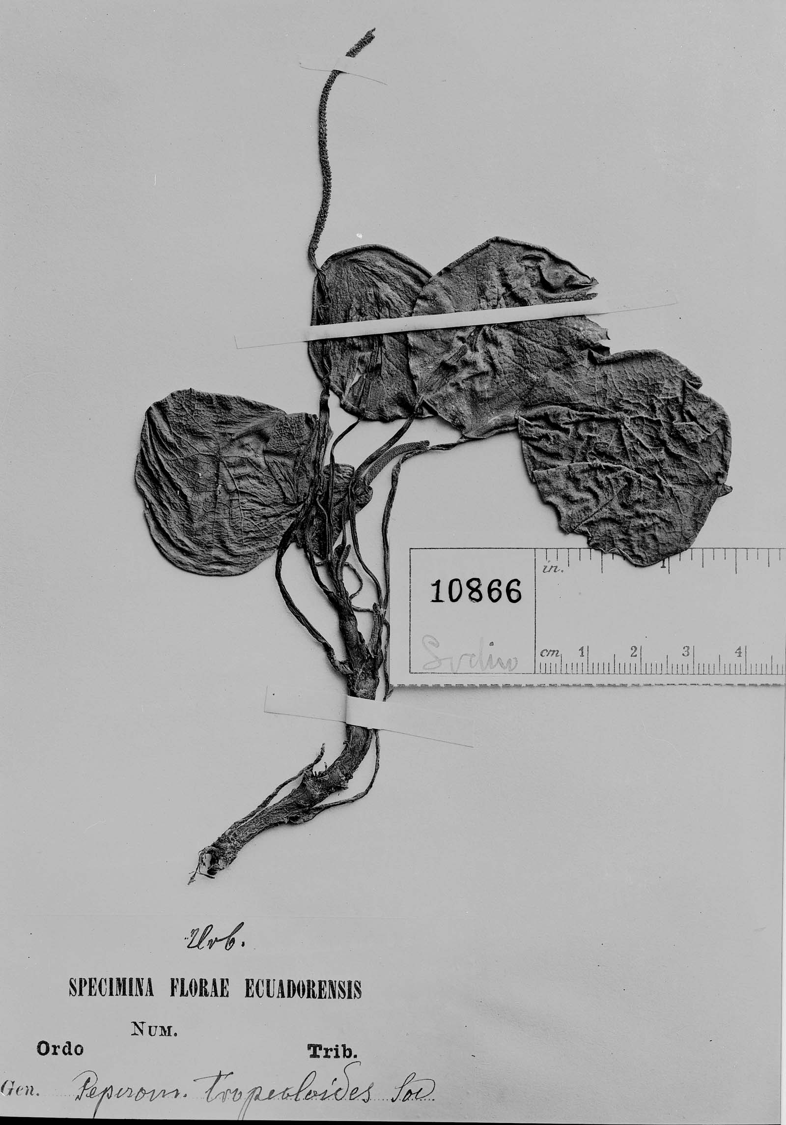 Peperomia tropeoloides image