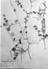 Peperomia parasitica image
