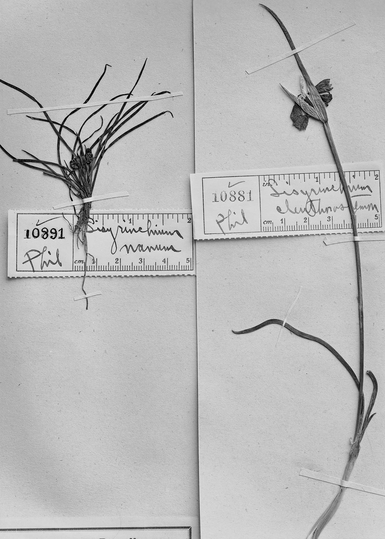 Sisyrinchium eleutherostemon image
