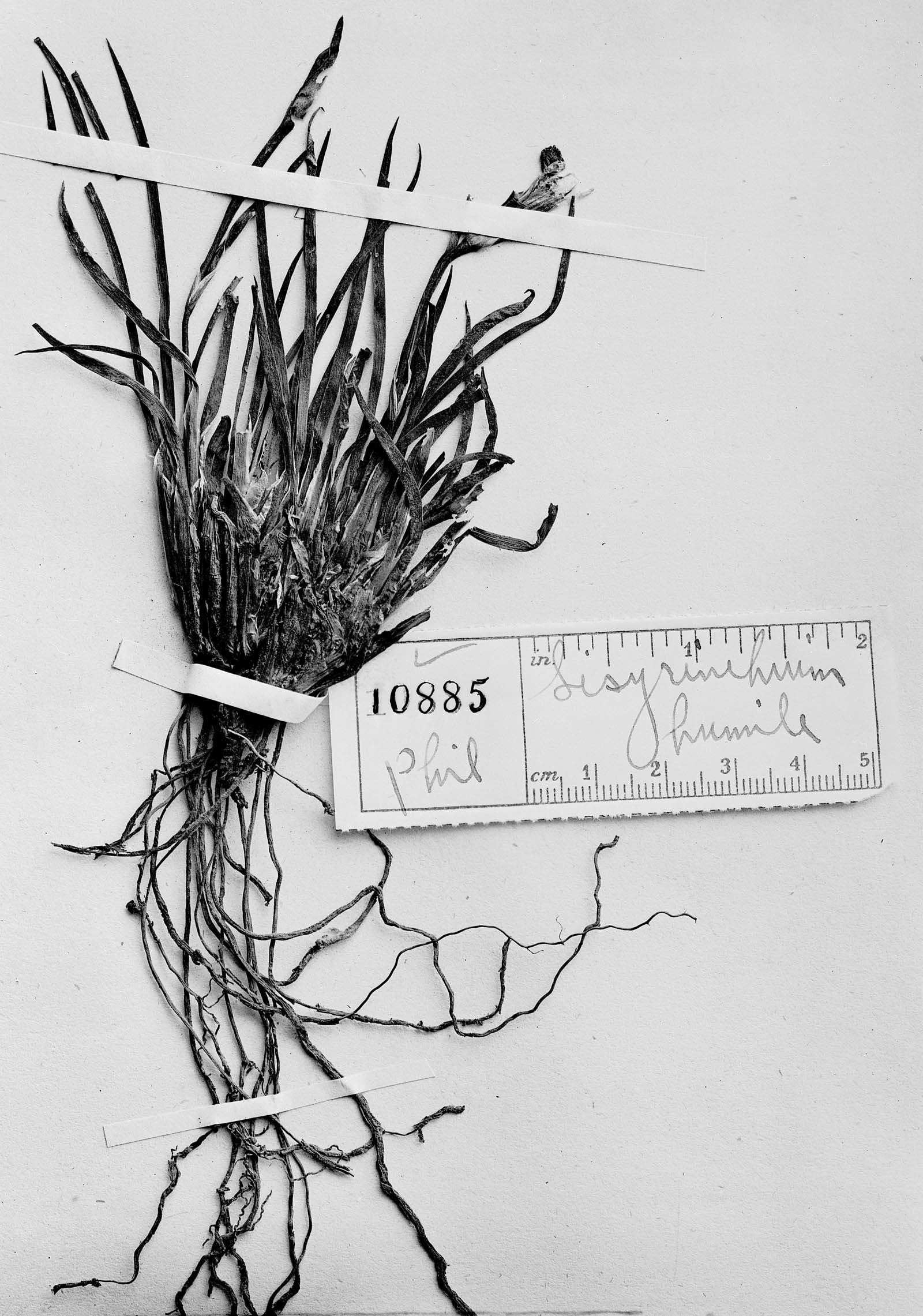 Sisyrinchium arenarium subsp. arenarium image