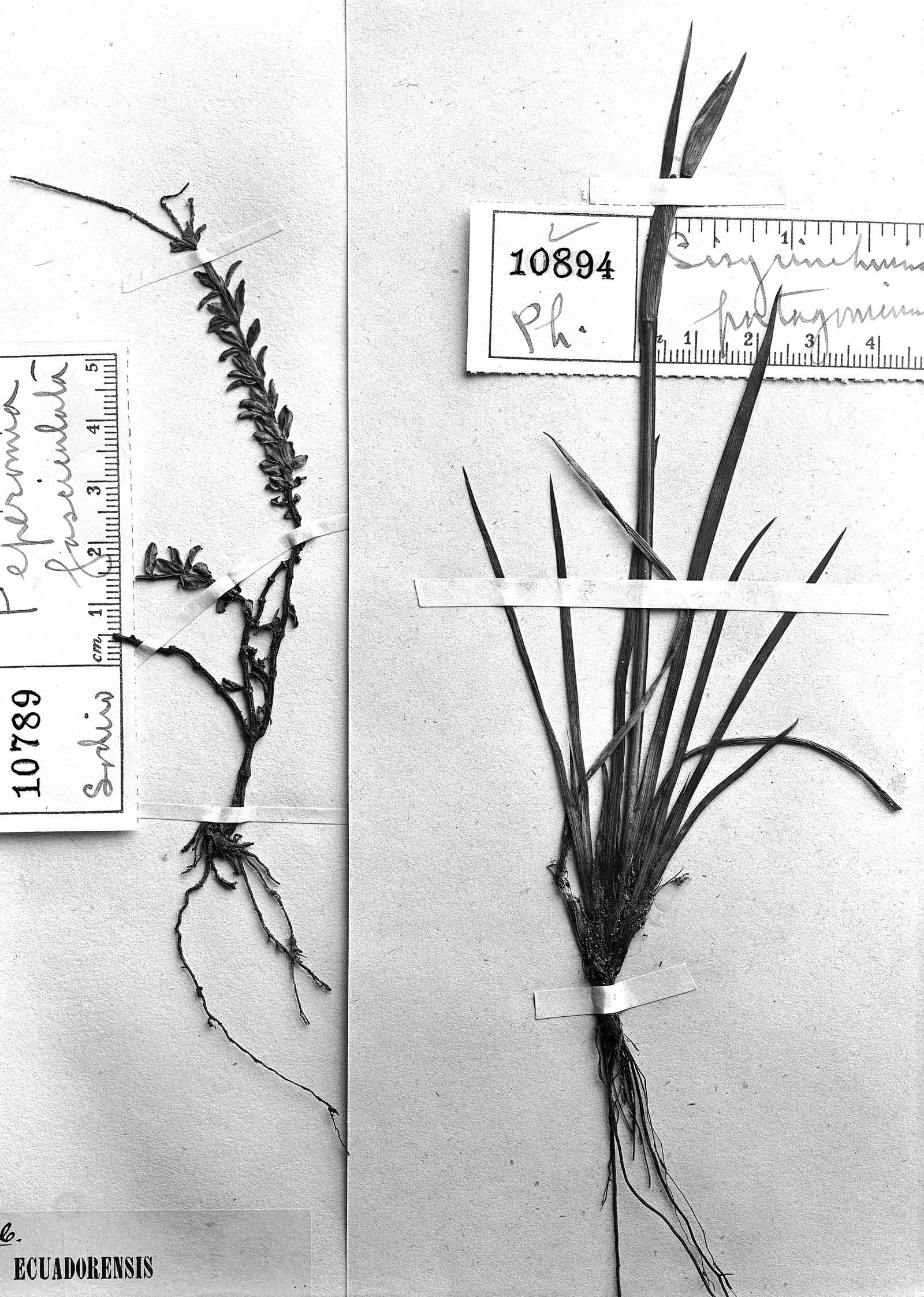 Sisyrinchium patagonicum image
