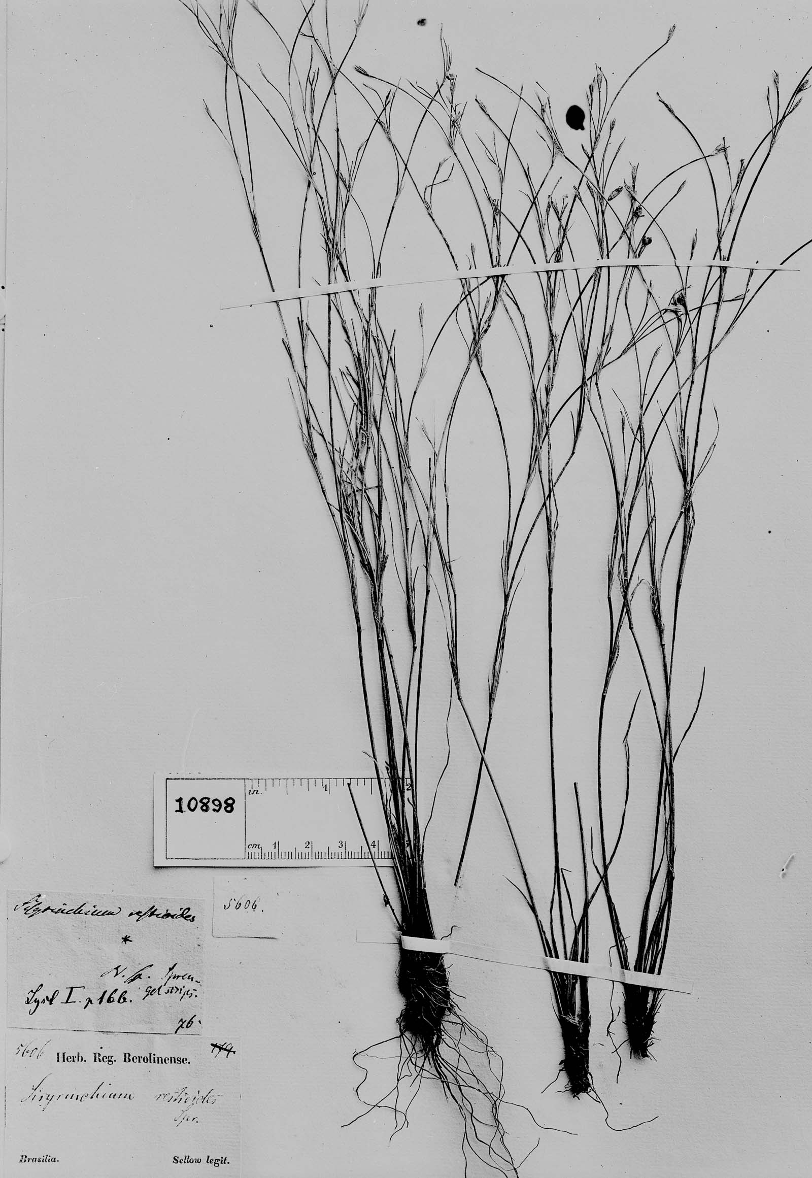 Sisyrinchium restioides image