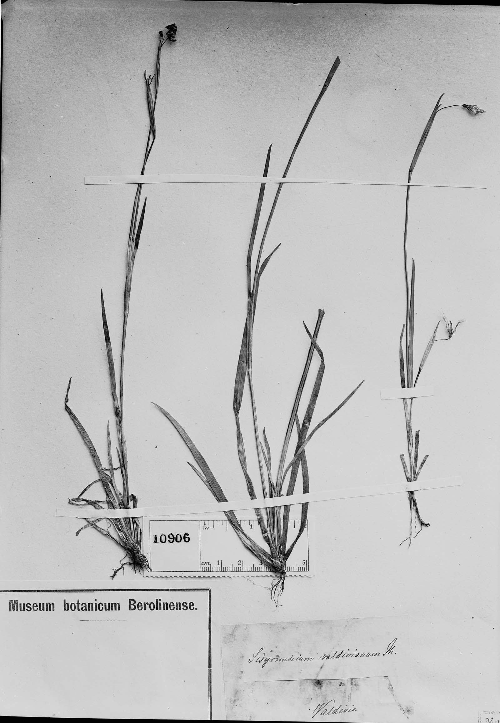 Sisyrinchium valdivianum image