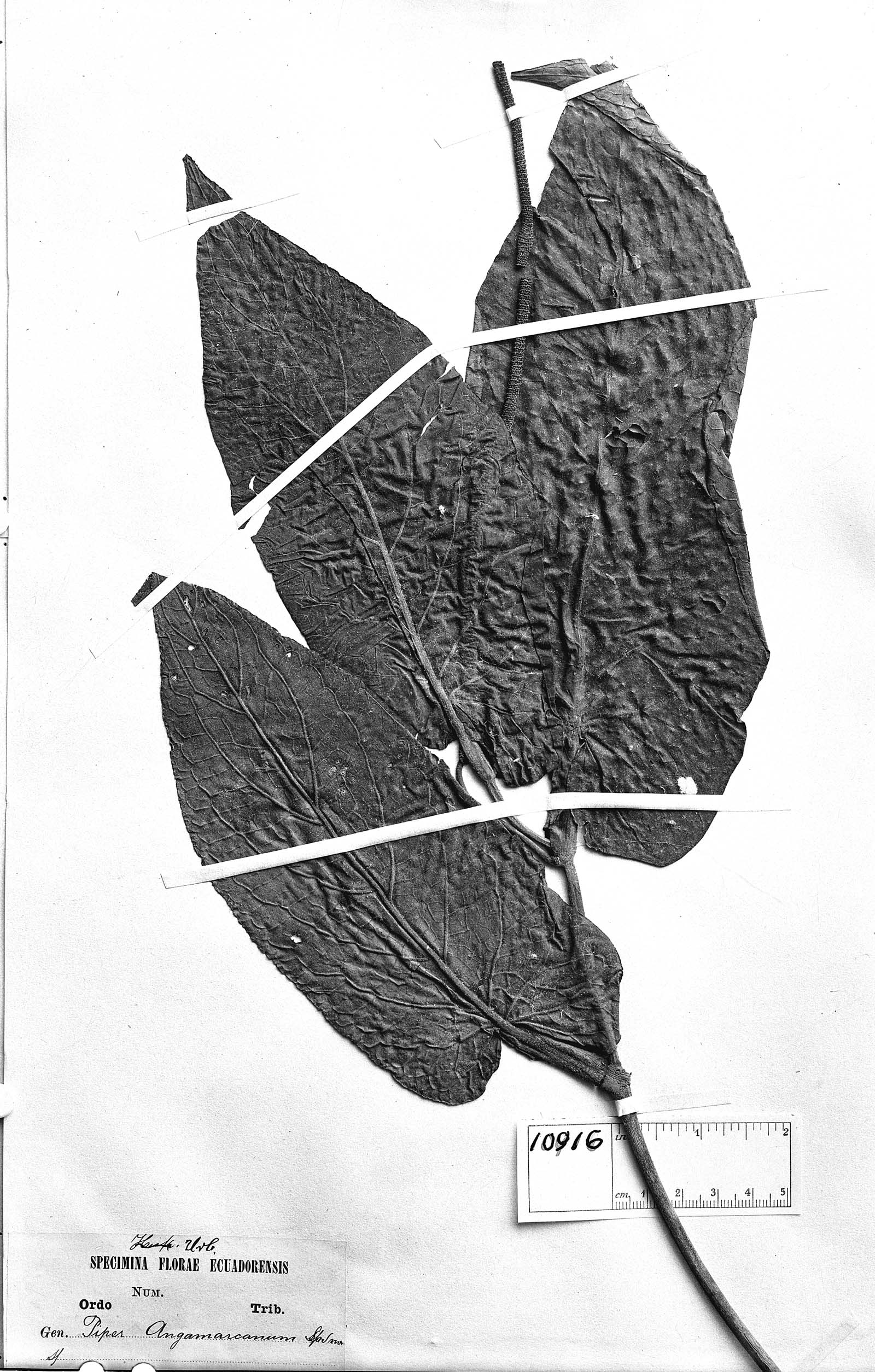 Piper angamarcanum image