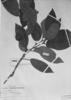 Piper macrotrichum image